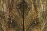 Polished Petrified Wood Bookends - Washington #274867-2